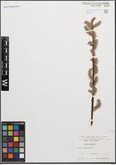 Foto von Salix cinerea L.